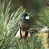 Gray-tailed Mountain-gem (male)