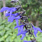 Giant Blue-black Salvia