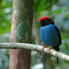 Swallow-tailed Manakin