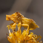 Ambush bug