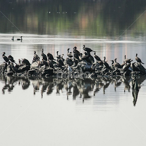 DCP PHOTOWALK PALMBEACH ROAD by Neeta Shetty - Animals Birds