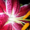 Lilium (Oriental Lily)