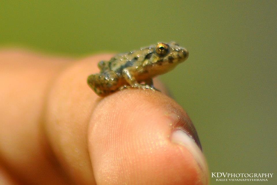 Tiny Shrub Frog