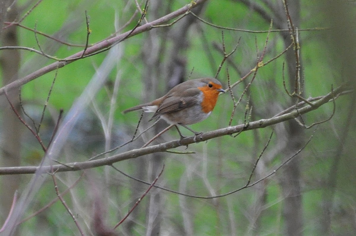 European Robin