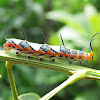 Ruddy Daggerwing Caterpillar