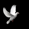 Dove