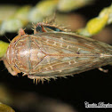 Angulate Leafhopper