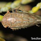 Angulate Leafhopper