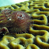 Christmas Tree Feather Worm