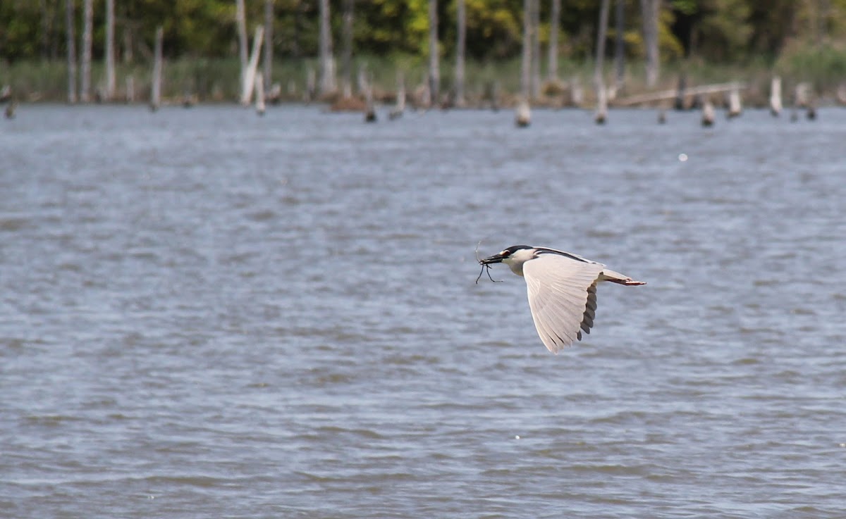 Black Crowned Night Heron