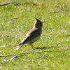 Crested Lark; Cogujada Común