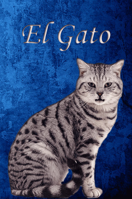 Elgato кот. Котенок el gato. El gato перевод. Gato перевод. Gato перевод.