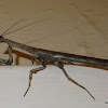 Stick mantid