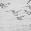 Laughing gull, winter plummage