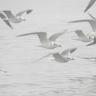 Laughing gull, winter plummage
