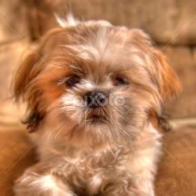 by Mark Shepherdson - Animals - Dogs Puppies