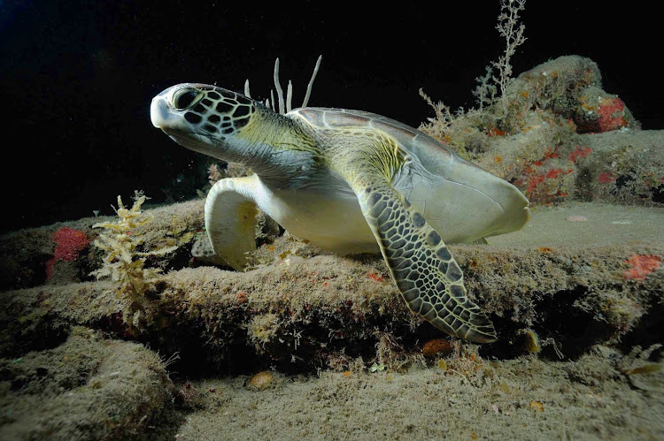 A sea turtle bides its time in the ocean reef just off of St. Eustatius. 