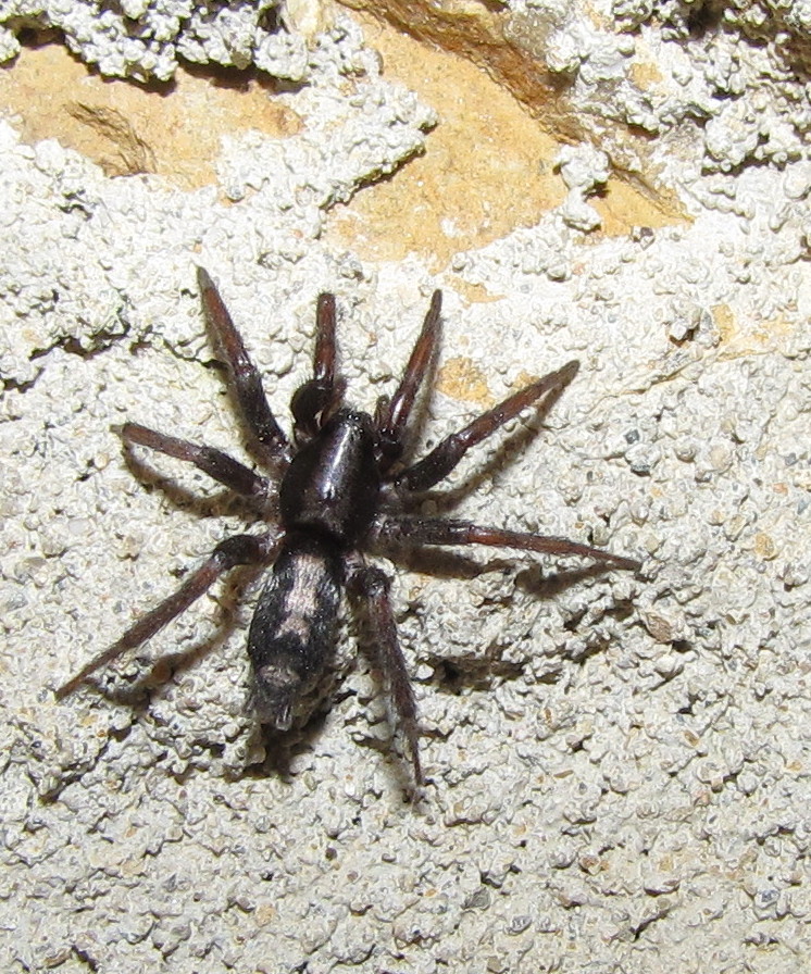 Eastern Parson Spider