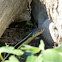 Eastern Garter Snake