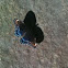 Intergrade between White Admiral & Red-Spotted Purple