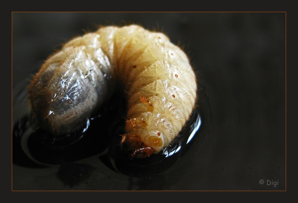 Hermit Beetle - larva