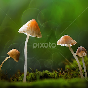 we are family by Girdan Nasution - Nature Up Close Mushrooms & Fungi