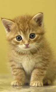 Pets Ringtones Screenshots 0