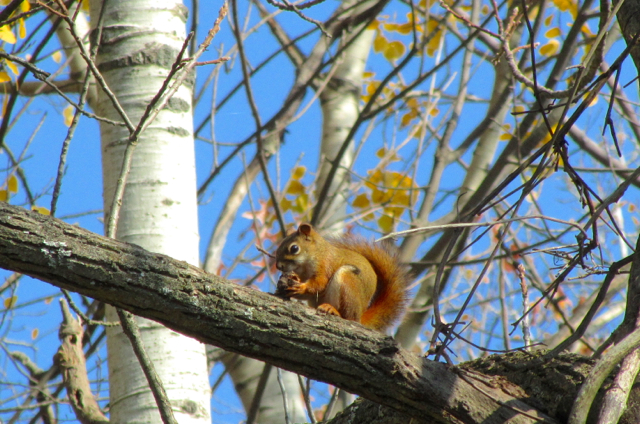 American red squirrel