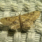 Geometer moth.