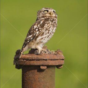 One of the last three edited Little Owl images.  More can be found on my website - mjfdigitalphotography.com by Marlene Finlayson - Animals Birds