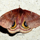 Io Moth (female)