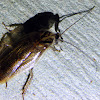 Ellipsidion Cockroach