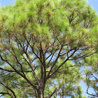 South Florida Slash Pine