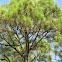 South Florida Slash Pine
