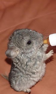 Chinchilla Wallpapers Screenshots 2