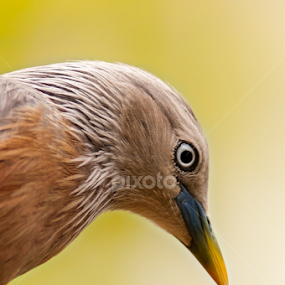 Chestnut-tailed Starling (Sturnus malabaricus) by Sahad Siddique - Animals Birds