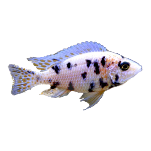 Aquarien Rechner.apk 1.0.0