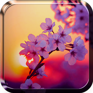 Sakura Live Wallpaper.apk 4.0