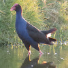 Purple Swamphen