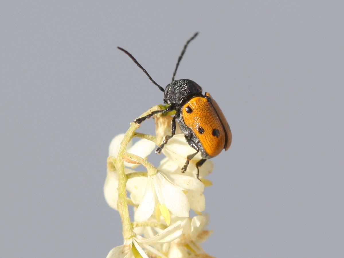 Orange leaf beetle
