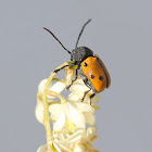 Orange leaf beetle