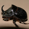 European Rhinoceros Beetle (Male)