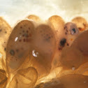 Ovos de polvo (gl), Octopus eggs (uk)