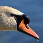 Mute swan