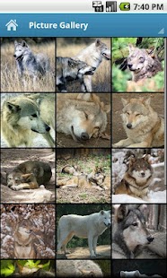 Download Wolves APK for Android