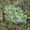 Lichen (fructicose)