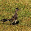 Greater Roadrunner