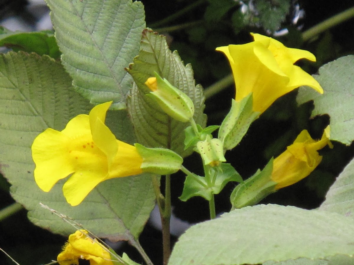Yellow Monkeyflower