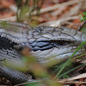 Eastern Bluetongue