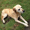 Rhodesian Fila Brasilero Dog